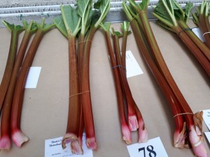 rhubarb1